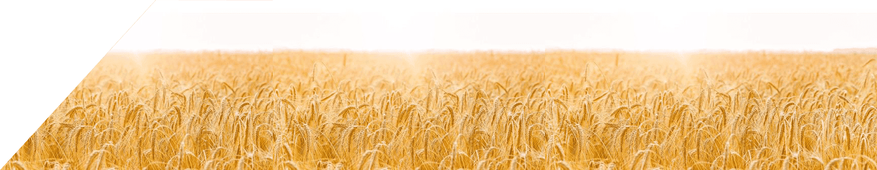 中型面粉加工設備