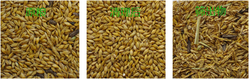 經清理設備后的小麥